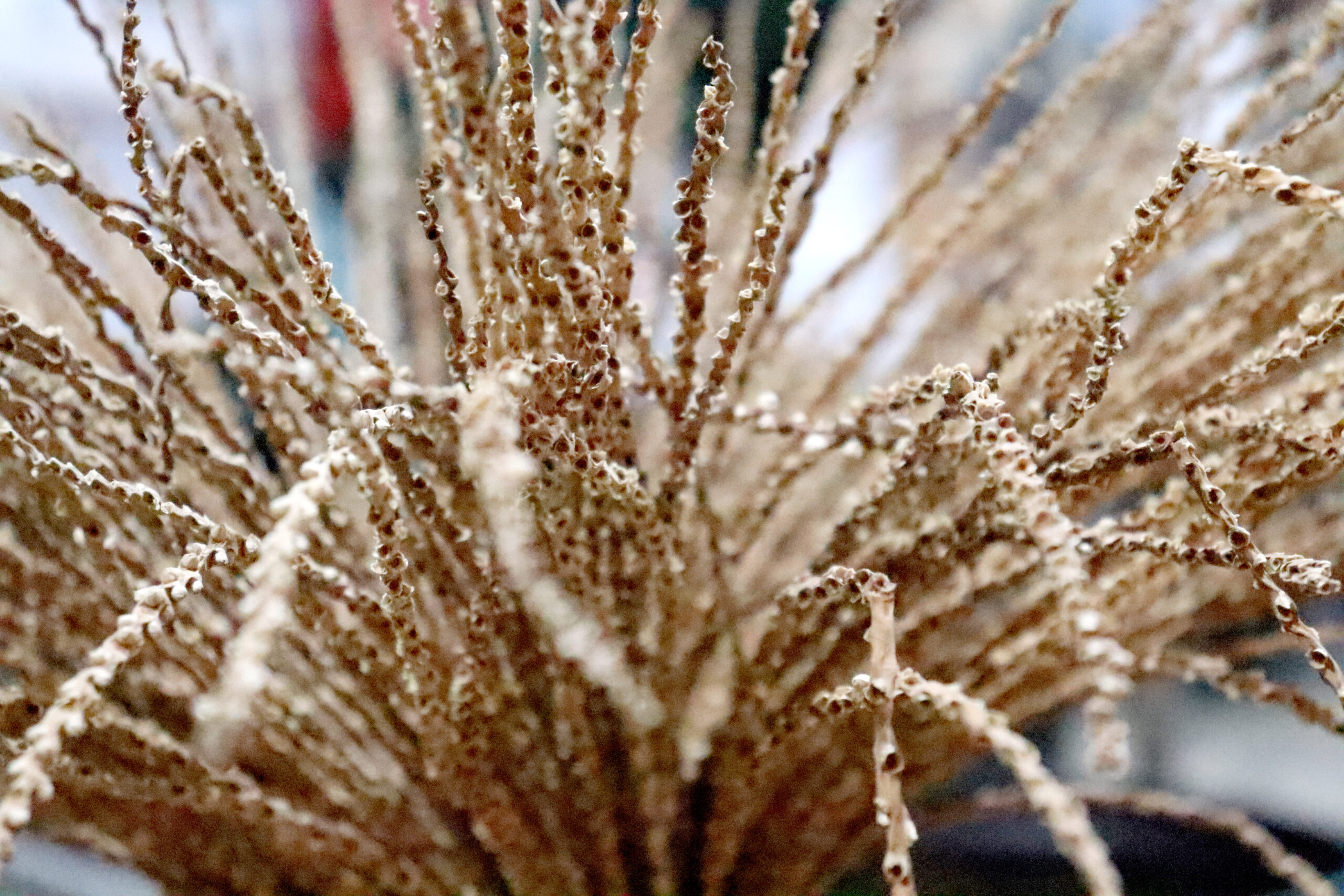LUMINÁRIA EM FIBRA DE AÇAÍ – ABAJUR ORGÂNICO ARTESANAL – MORINGA - Image 3